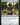 Noble Hierarch