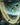Forest (244) (Borderless)