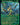 Shigeki, Jukai Visionary (Showcase)