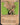 Old Gnawbone (Showcase)