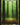 Forest - Full Art