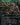 Eldritch Evolution