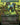 Kodama's Reach (Borderless)
