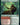 Questing Druid