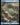 Island (0848) (Surge Foil)