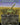 Sword of Feast and Famine (Borderless)