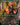 Springheart Nantuko (Borderless)
