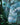 Forest (0371) (Borderless) (Galaxy Foil)