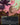 Lotus Field (0068) (Borderless)
