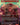 Xorn (2495)