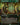 Sylvan Library (Borderless)