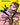 Fight to the Death (Borderless)