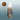 Two Thin Coats Noble Steed Brown