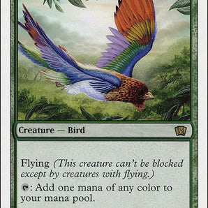Birds of Paradise