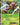 Beedrill EX - XY157