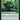 Runic Armasaur