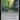 Thornbite Staff