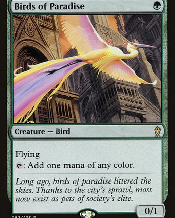 Birds of Paradise