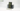 Gamers Grass - Laser Plants Bugloss 