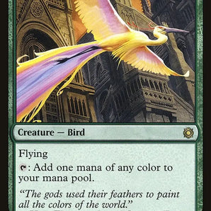 Birds of Paradise