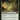 Primeval Bounty