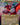 Tiamat (Borderless)