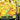 Pikachu V-Union - SWSH142