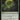 Noxious Revival