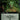 Green Slime (Extended Art)