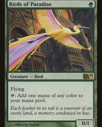 Birds of Paradise