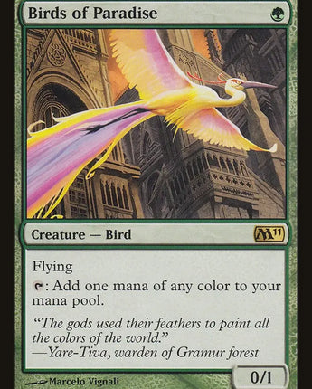 Birds of Paradise