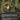 Entomb (Borderless)