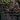 Eldritch Evolution