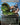 Land Tax (Anime Borderless)