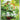 Caterpie - 172/165