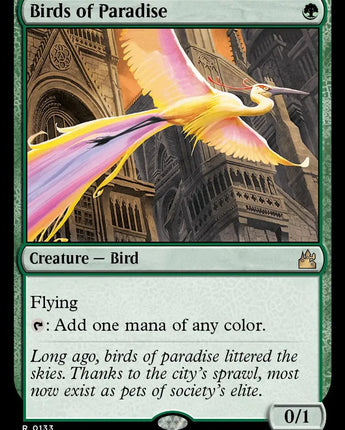 Birds of Paradise