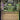 The Mycotyrant (Showcase)