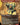Trumpeting Carnosaur (Borderless)