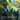 Life from the Loam (Anime Borderless)