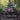 Pack Rat (Anime Borderless)
