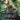 Savra, Queen of the Golgari (Anime Borderless)