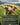 Anointed Procession