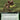 Branching Evolution (Extended Art)