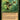 Flare of Cultivation (Retro Frame)