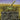 Sword of Feast and Famine (Borderless)