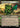 Bristlebud Farmer (Showcase)