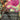 Flare of Malice (Borderless)