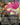 Flare of Malice (Borderless)