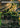 Nurturing Peatland (Borderless)