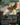Birds of Paradise (Borderless)